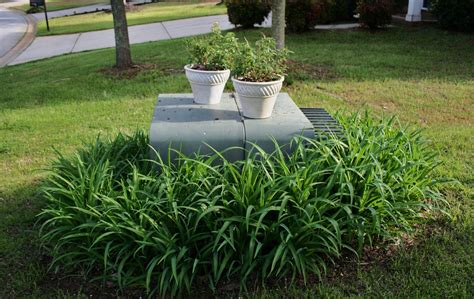 plants around an electrical box